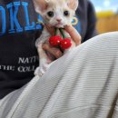 우리고양이 | 강동고양이분양 우리집 천사 입양 후기