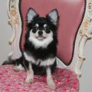 치와와 둥지 이미지