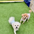 폴링인독 이미지