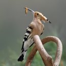 후투티