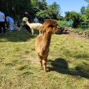 봉성목장 이미지