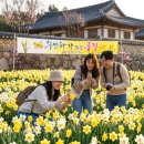 (주)퍼플마루 | 서산 유기방가옥 수선화 축제 개화시기 및 2026 수선화풍경 관람 꿀팁