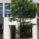 광주서구애견미용 추천, 금호동애견샵 퍼피움에서 모아 위생목욕 후기