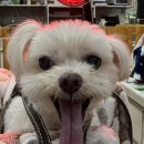 서서울호수동물병원 | 강아지 허리디스크 침치료 내돈내산 후기 목동 두암한방동물병원