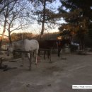 한솔승마장 이미지