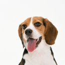 강아지PC 이미지