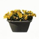 꽃 관련 꿈 해몽 풀이 작은 노란 꽃화분 받는 꿈 모란꽃 꿈 꽃 나오는꿈 이미지