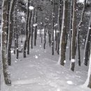 오랍드리 이미지