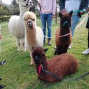 영국농장 이미지