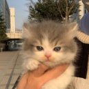 고양이샵 이미지