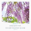 상봉(1)주공아파트 | 보랏빛 봄 향기 따라, 진주 상봉1차주공아파트 등나무꽃