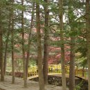 금원수목원수영장 이미지