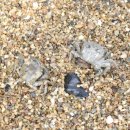 궁평항해오름수산시장 | 화성 가볼만한 곳 궁평항 해오름 수산시장 대하 구이 찜 가을 전어