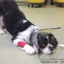 압구정 동물의료센터 이미지