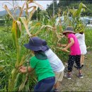 큰빛자연생태어린이집 이미지