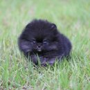 퍼피 비비드 이미지