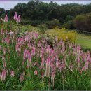 여우꼬리 이미지