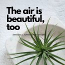 친환경 식물로 소품만들기 | 친환경 소품과 식물의 플랜테리어/ 감성오브제 가득한 전주혁신도시공방 스프리글에서 만나보세요