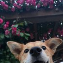 장자호수공원(반려견놀이터) 이미지