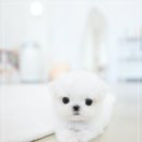 스타일독앤캣 강아지고양이 경기광주점 | 경기광주말티즈 강아지 키우기