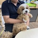 침산중학교 | 대구경북 직업체험 반려견 훈련지도사 초중고등학교 진로교육