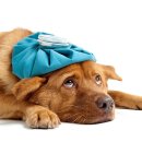 중앙시장동물약국 이미지