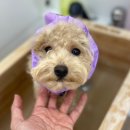 파파펫살롱 이미지