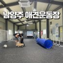 [공지] 여름에 시원하게 놀기 남양주 실내애견운동장 대관 필드포독 방문후기