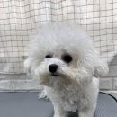 언니네 펫 네이버블로그
