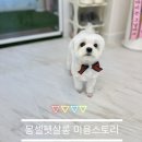 밀크펫살롱 | 서창2지구 애견미용 말티즈 베이비컷 후기