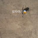 해룡로 | [포천 세븐블럭] 여름방학 2박 3일 힐링 캠핑! (오토캠핑, 글램핑, 애견동반, 키즈존, 물놀이 수영장 완비)
