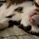 2838/ I'm not in the mood to play with you. 이미지