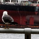 자갈치와 어머니 이미지