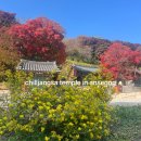 극락(칠장사) | [경기안성 단풍가볼만한곳] 진천 광혜원근처 멋있는 "칠장사"(어사박문수 합격다리 수능합격기원기도)