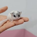 미니펫스쿨(Minipet School) 이미지