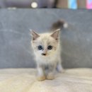 도그마루 강아지 고양이 성남분당점 이미지