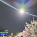 함께 행복해지는 길을 찾아서 | 2026 영등포여의도 봄꽃축제 먹거리추천 윤중로벚꽃길 다녀온 후기