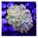 신반포로45길 59 이미지