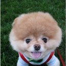 이쁜강아지 이미지