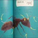 개미플러스