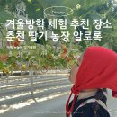 제2일화농장 | 춘천 딸기체험 추천｜아이와 다녀온 농장 알로록 방문 후기