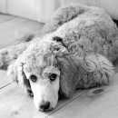 25시동물병원 이미지