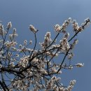 용산-394 | 2025년 4월 피는 건 벚꽃이 아니라 내 얼굴..