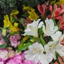 세븐일레븐(안산고잔행운점) | 안산 고잔동꽃집 어버이날 가정의 달 꽃다발은 꽃블리 안산고잔본점