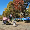 펫츠런 애견 | 2024 펫츠런 &amp; 고양 동물 교감 치유 문화제 다녀왔어요 (일산 호수공원)