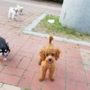 재미나개 이미지