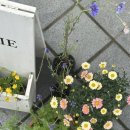 [강남구청] 삼성동 꽃집 &#39;melt studios&#39; 꽃다발 추천