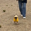 향산다개로 이미지