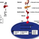 Re:Re: The glycaemic outcomes of Cinnamon, a review of the experimental evidence and clinical trials 이미지