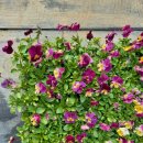 장태산자작나무펜션 이미지